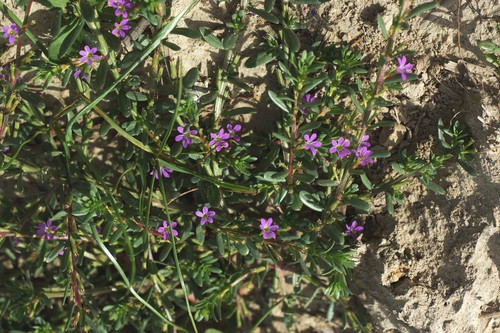 Plante entière