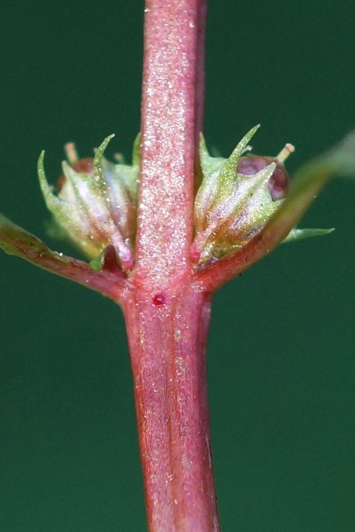 détail fruit