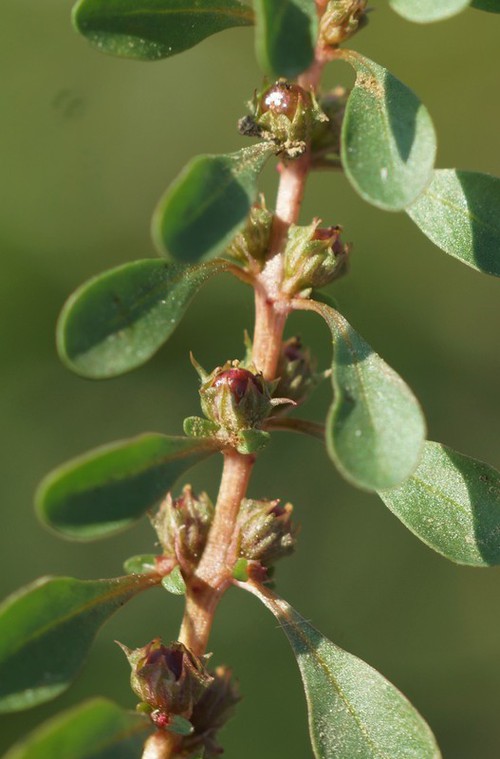 fruit