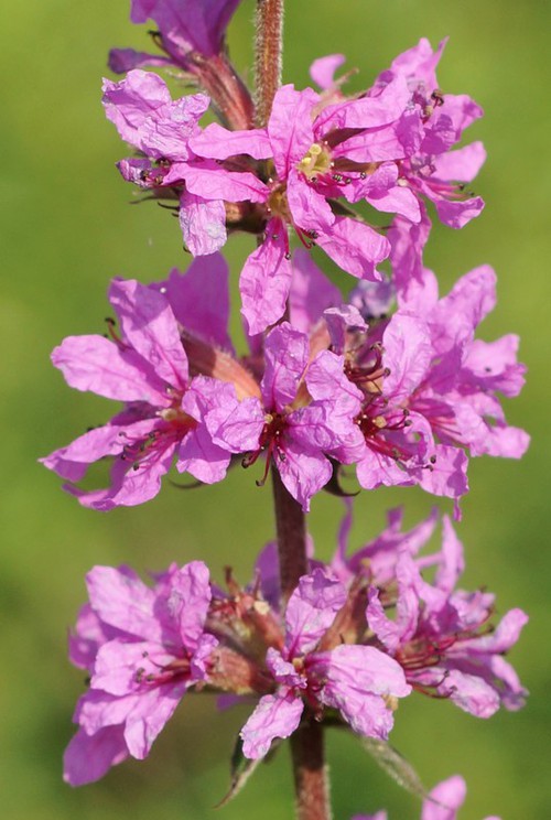 détail fleur