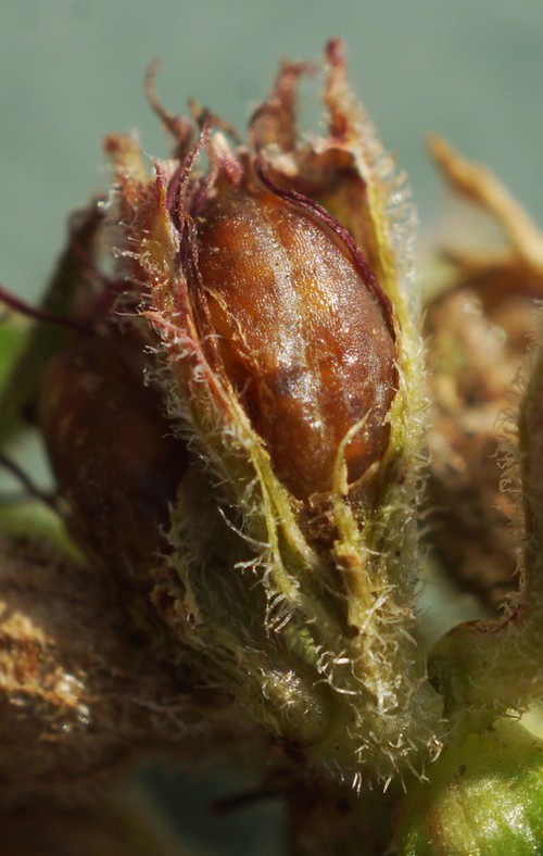 fruit