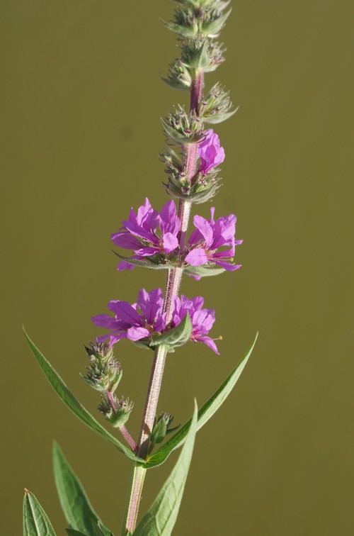 inflorescence