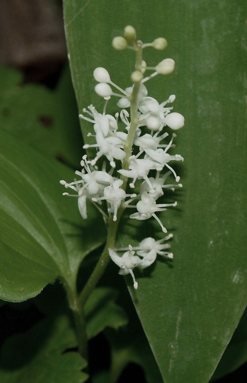 Inflorescence