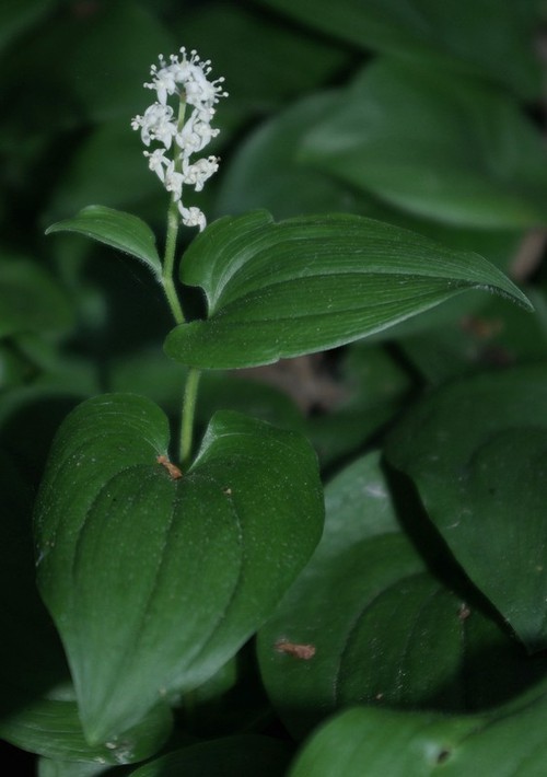 Maianthemum bifolium