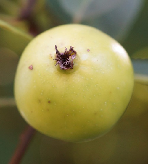 détail fruit