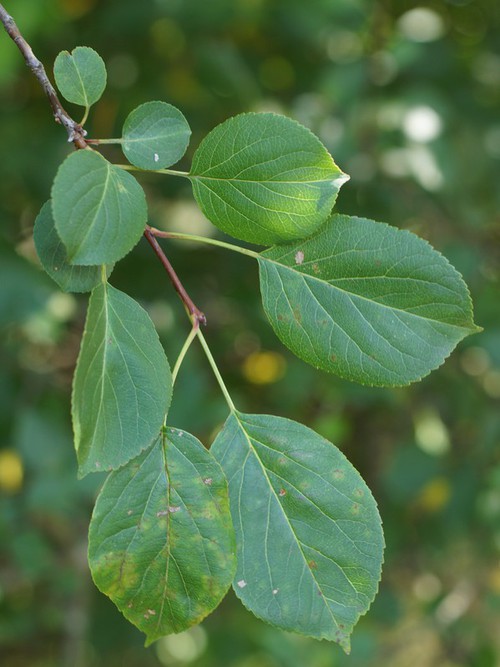 feuille