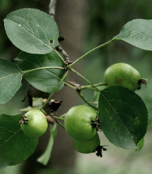 fruit