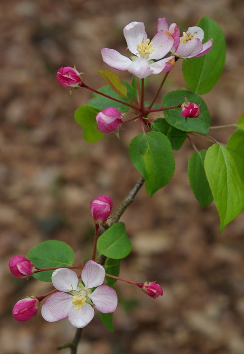 inflorescence
