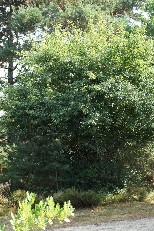 Plante entière