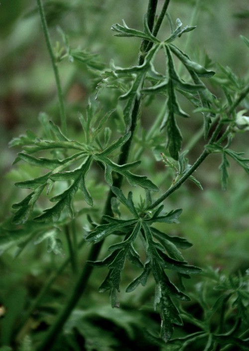 feuille