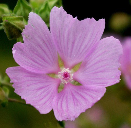 fleur