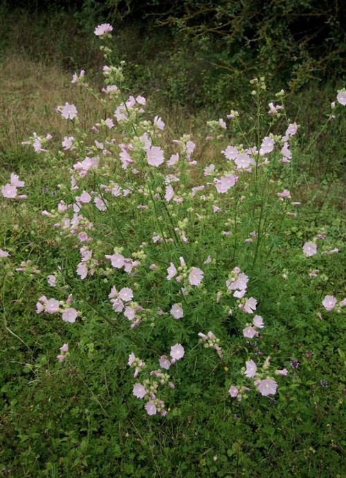 Plante entière