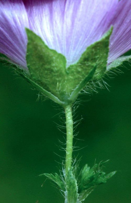 calicule et poils