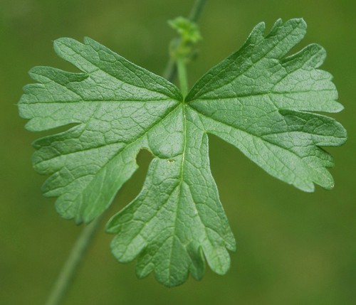 feuille basale