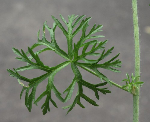 feuille caulinaire