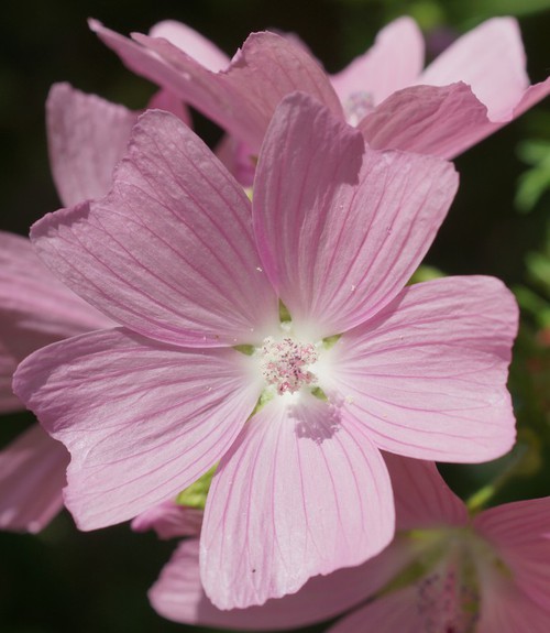 fleur
