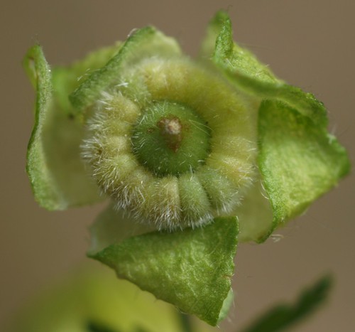fruit