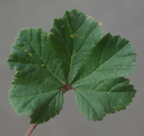 feuille