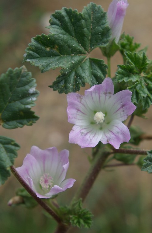 fleur