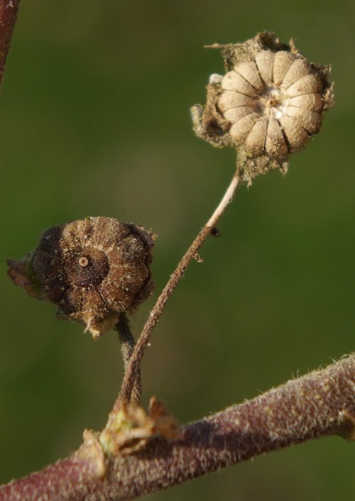 fruit
