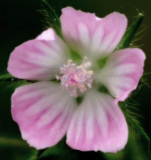 détail fleur