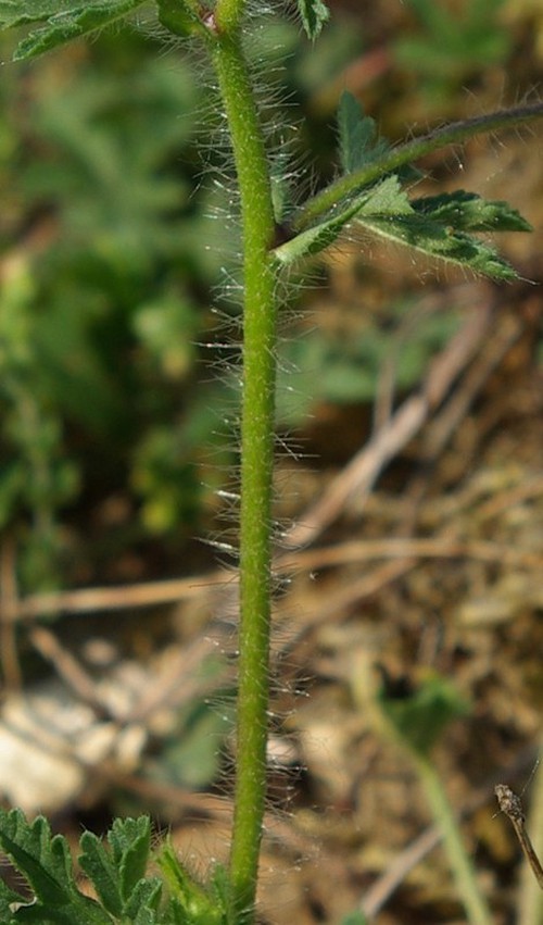 détail tige