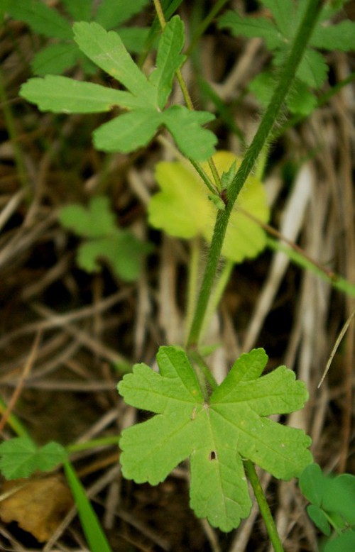 feuille