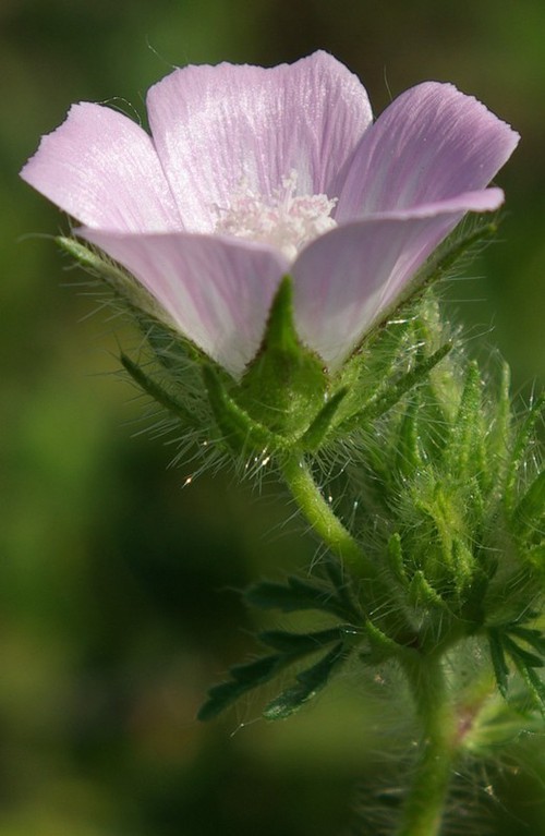 fleur
