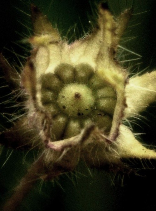 fruit