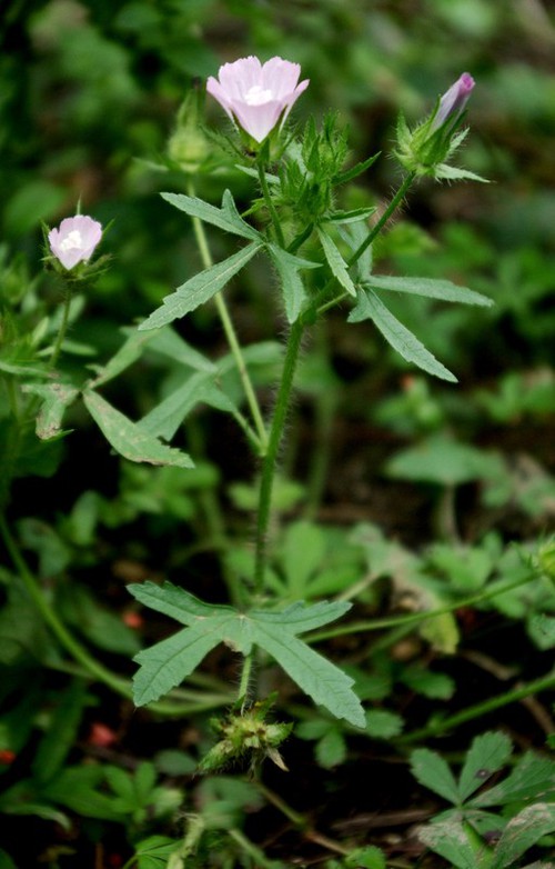Plante entière