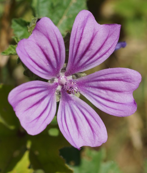 détail fleur