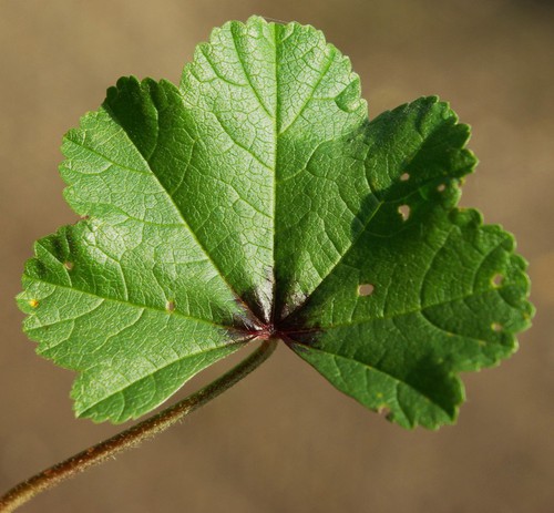 feuille