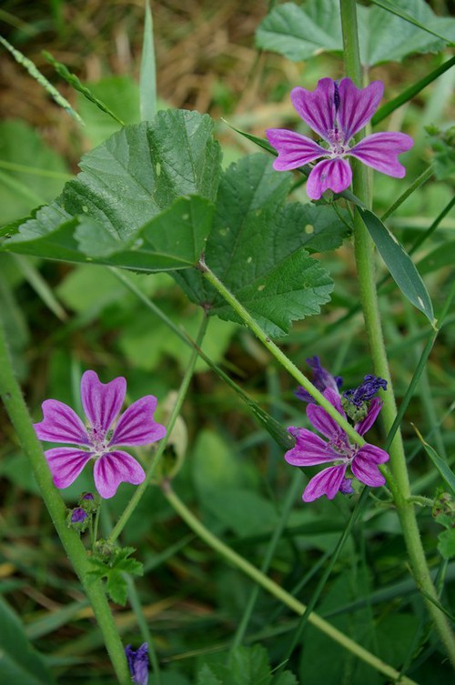 fleur