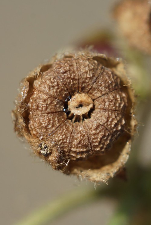 fruit