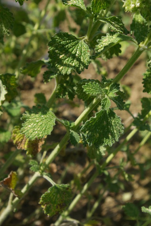 feuille