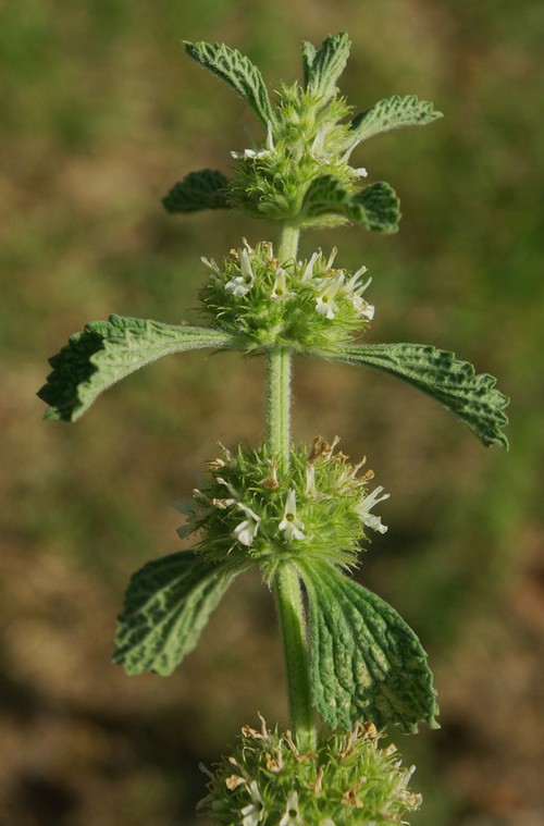 inflorescence