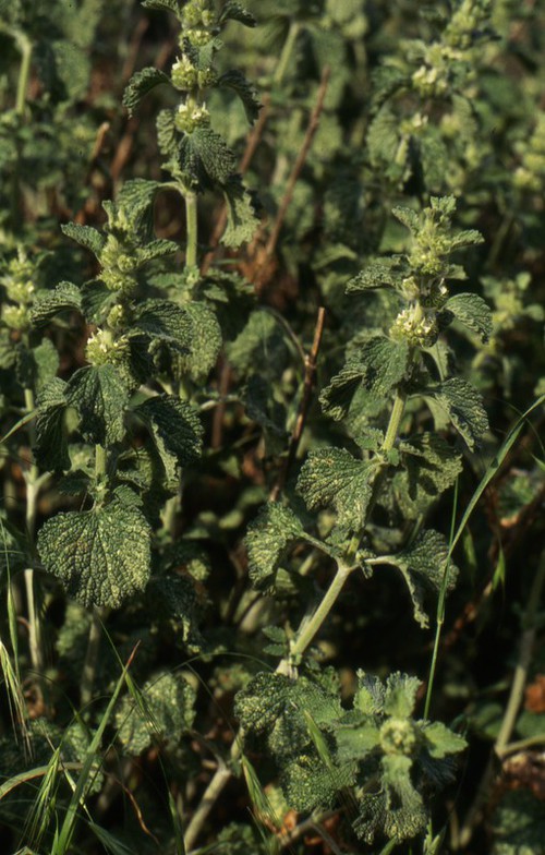 Plante entière