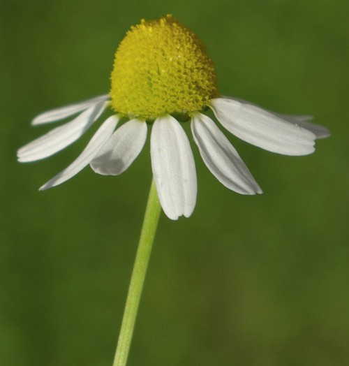 détail inflorescence