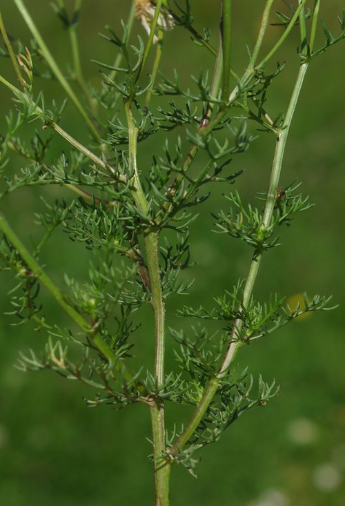 feuille