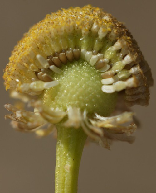fruit