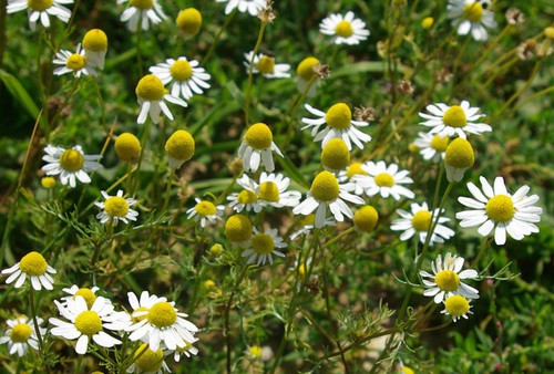 inflorescence