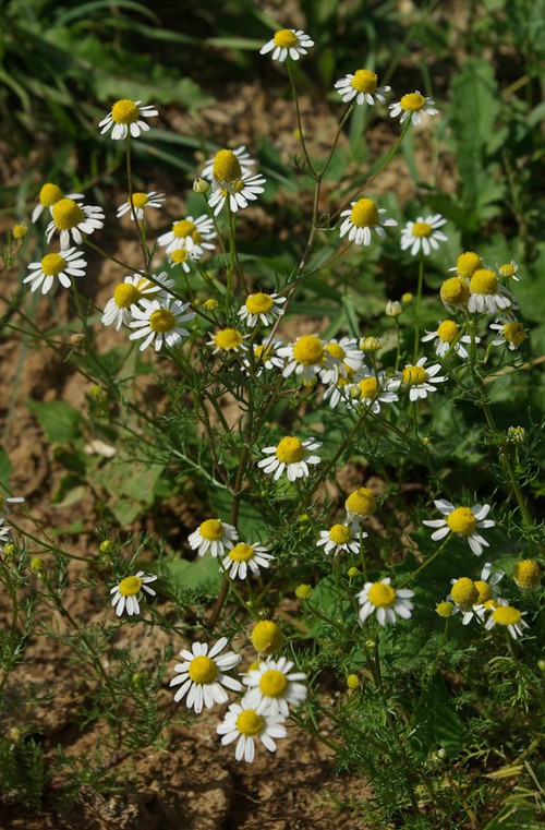 Plante entière