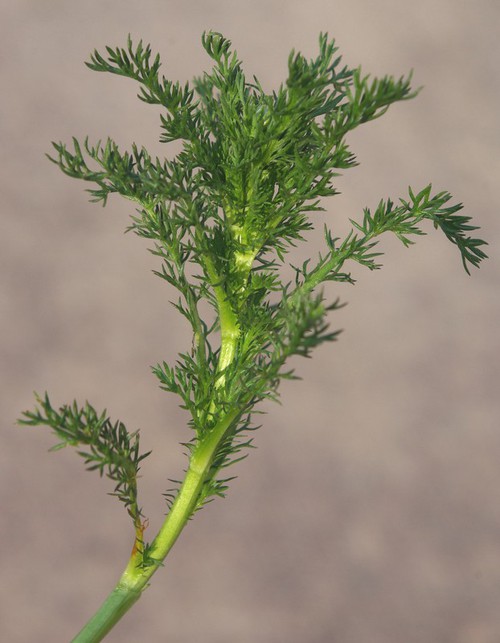 feuille
