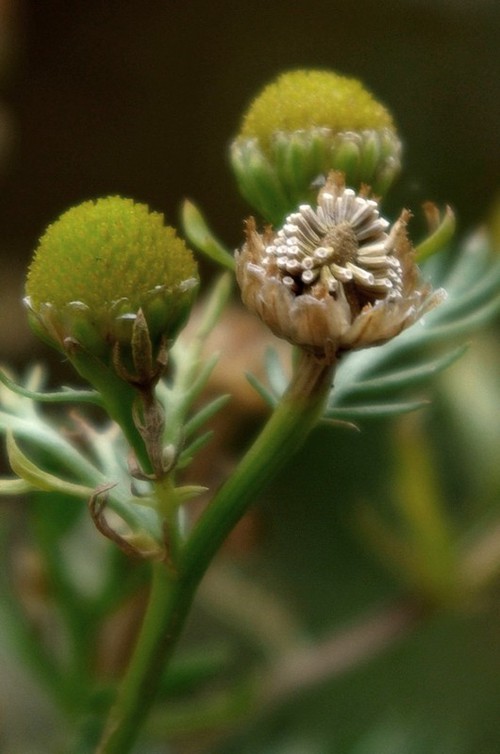 fruit