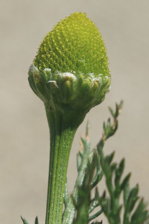 inflorescence