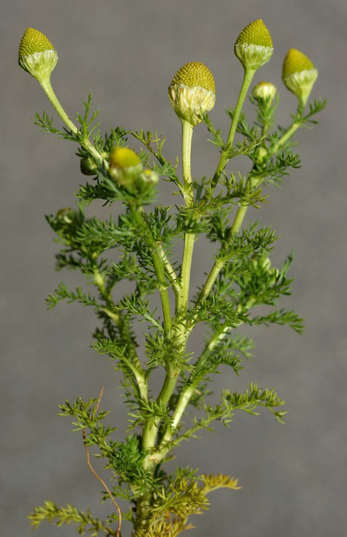 Plante entière