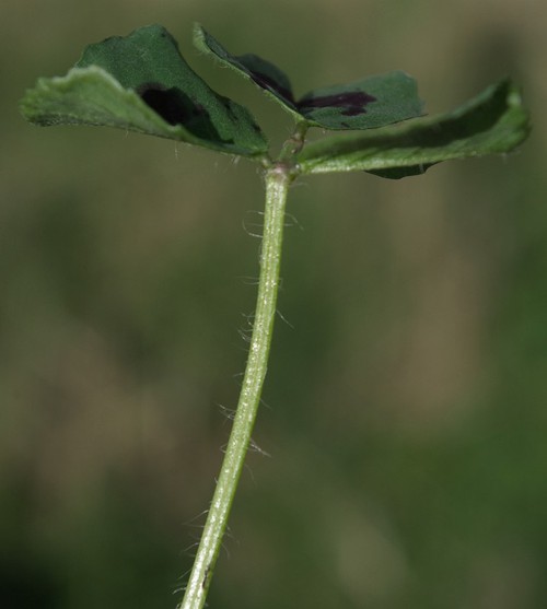 détail feuille