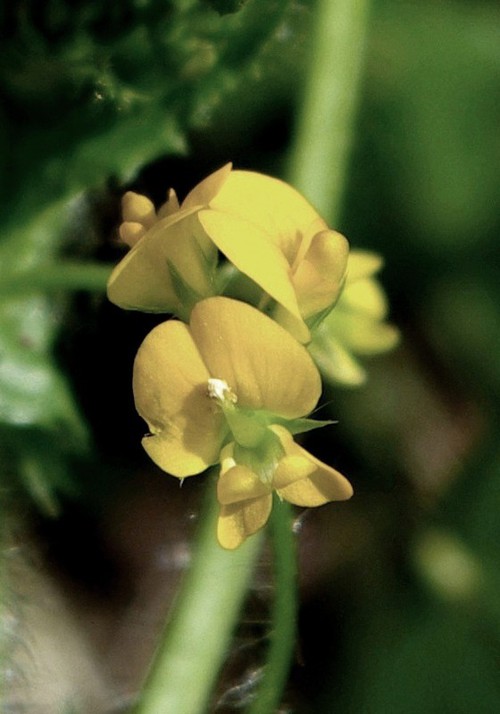 détail fleur