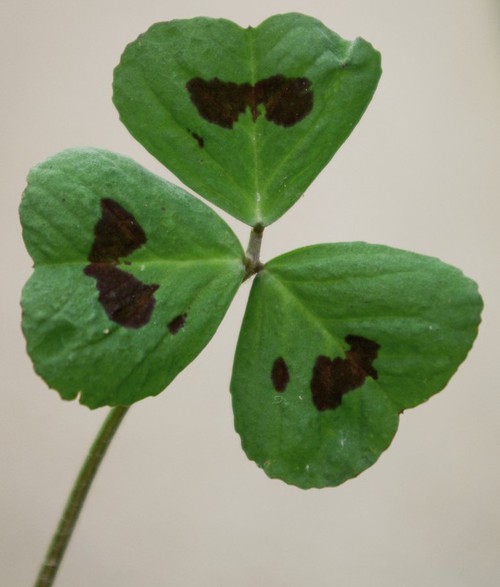 feuille