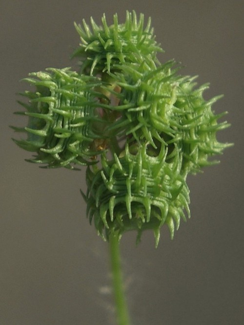 fruit